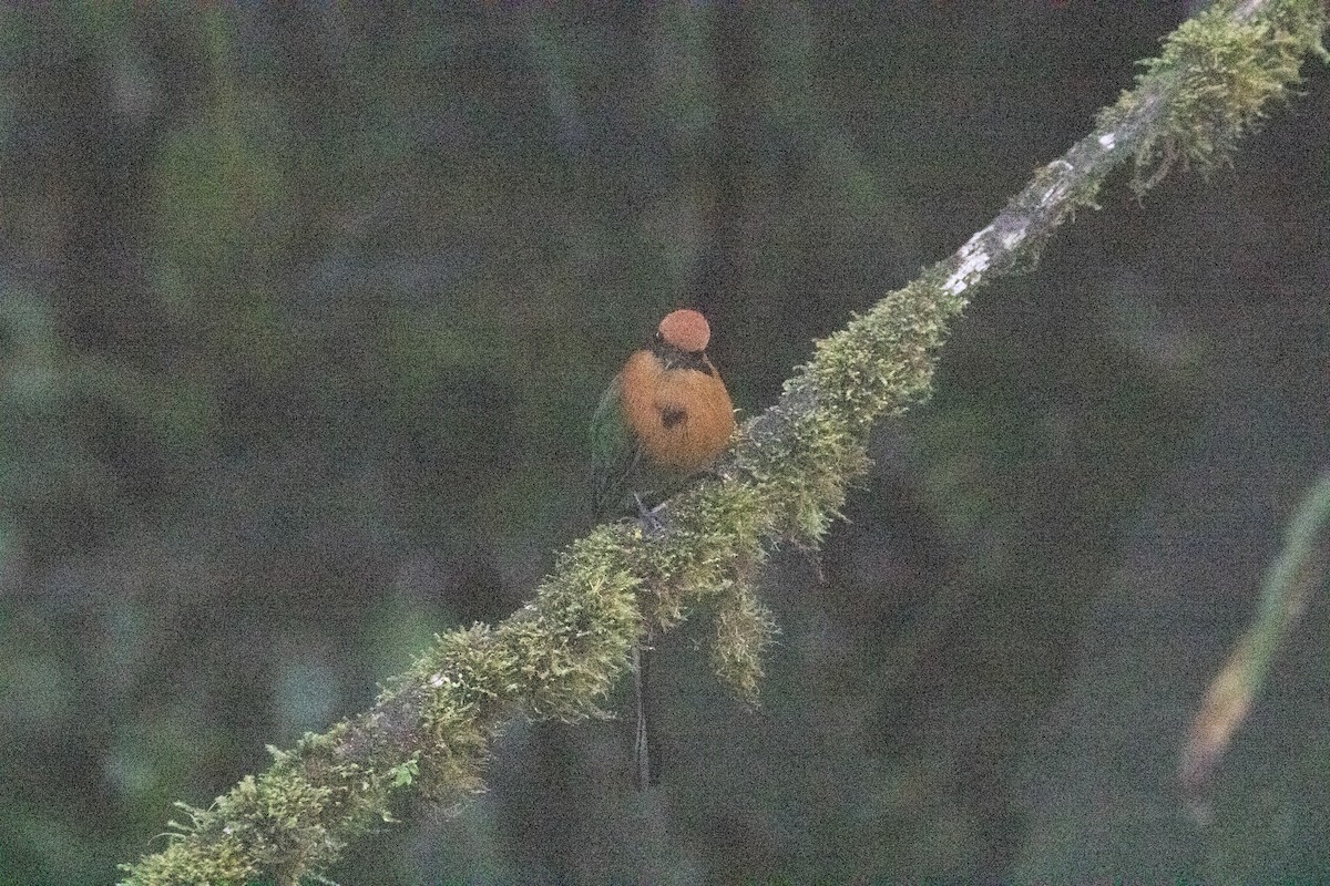 Broad-billed Motmot - ML620796999