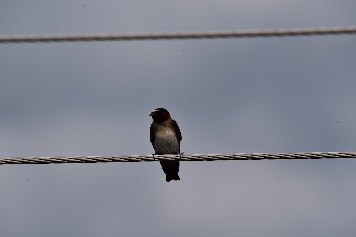 Cliff Swallow - ML620797000