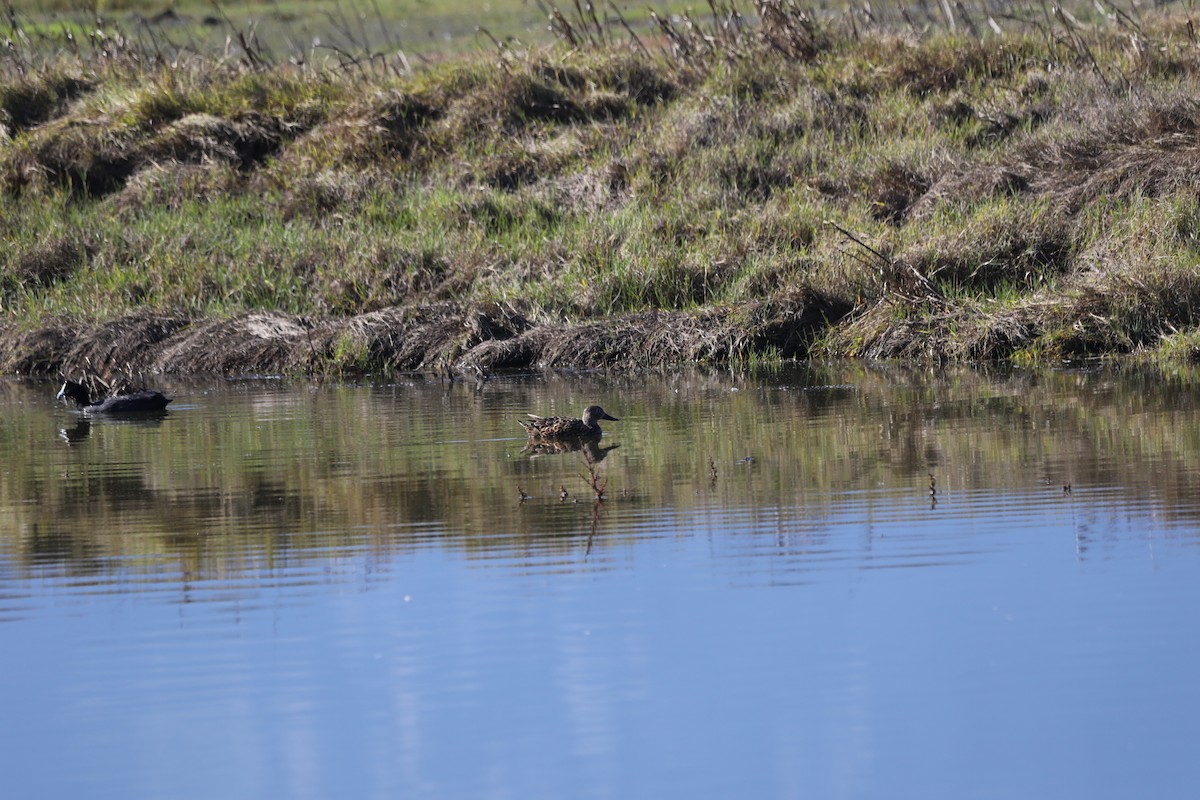 Cape Shoveler - Adrian Alexander