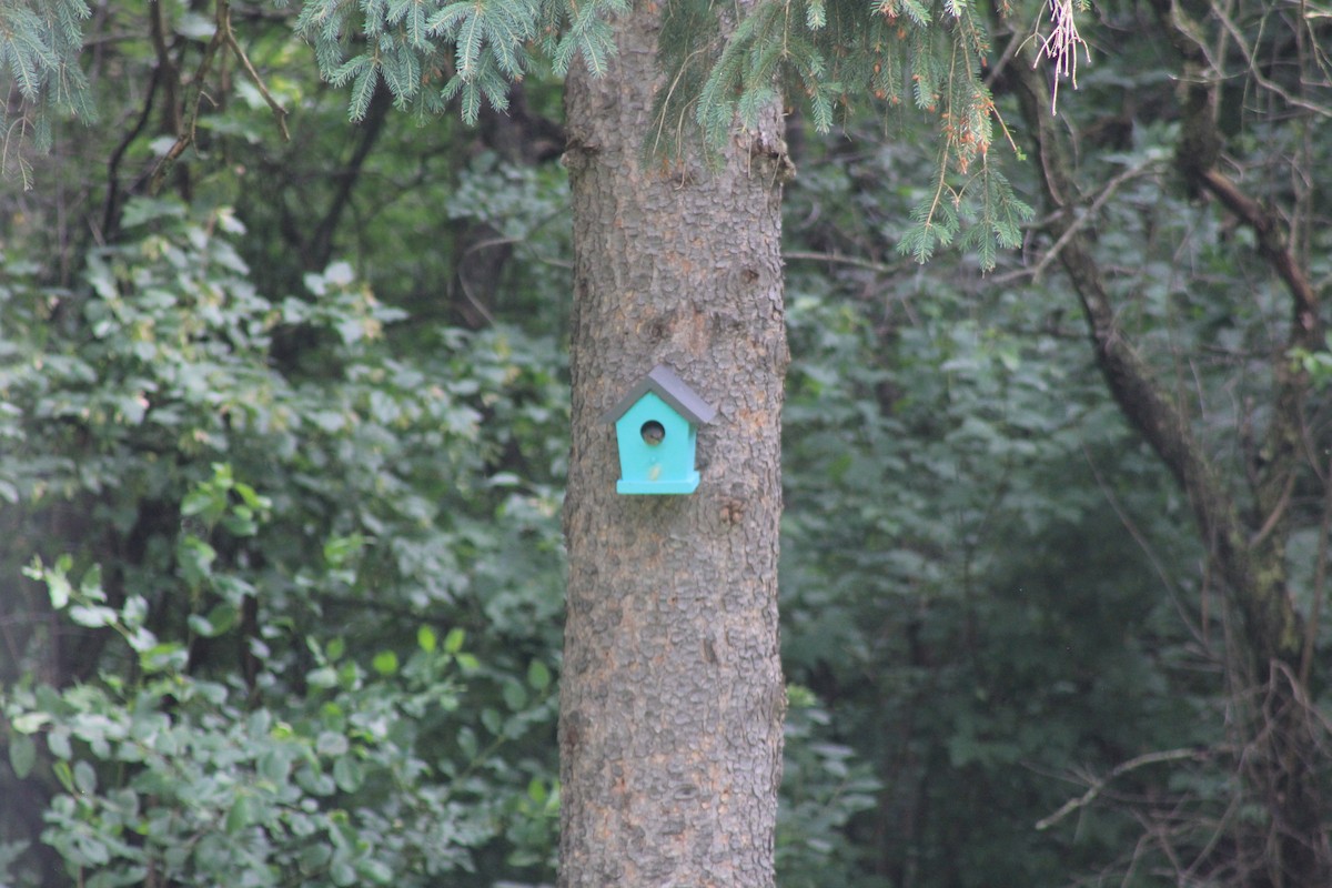 Eastern Bluebird - ML620797003