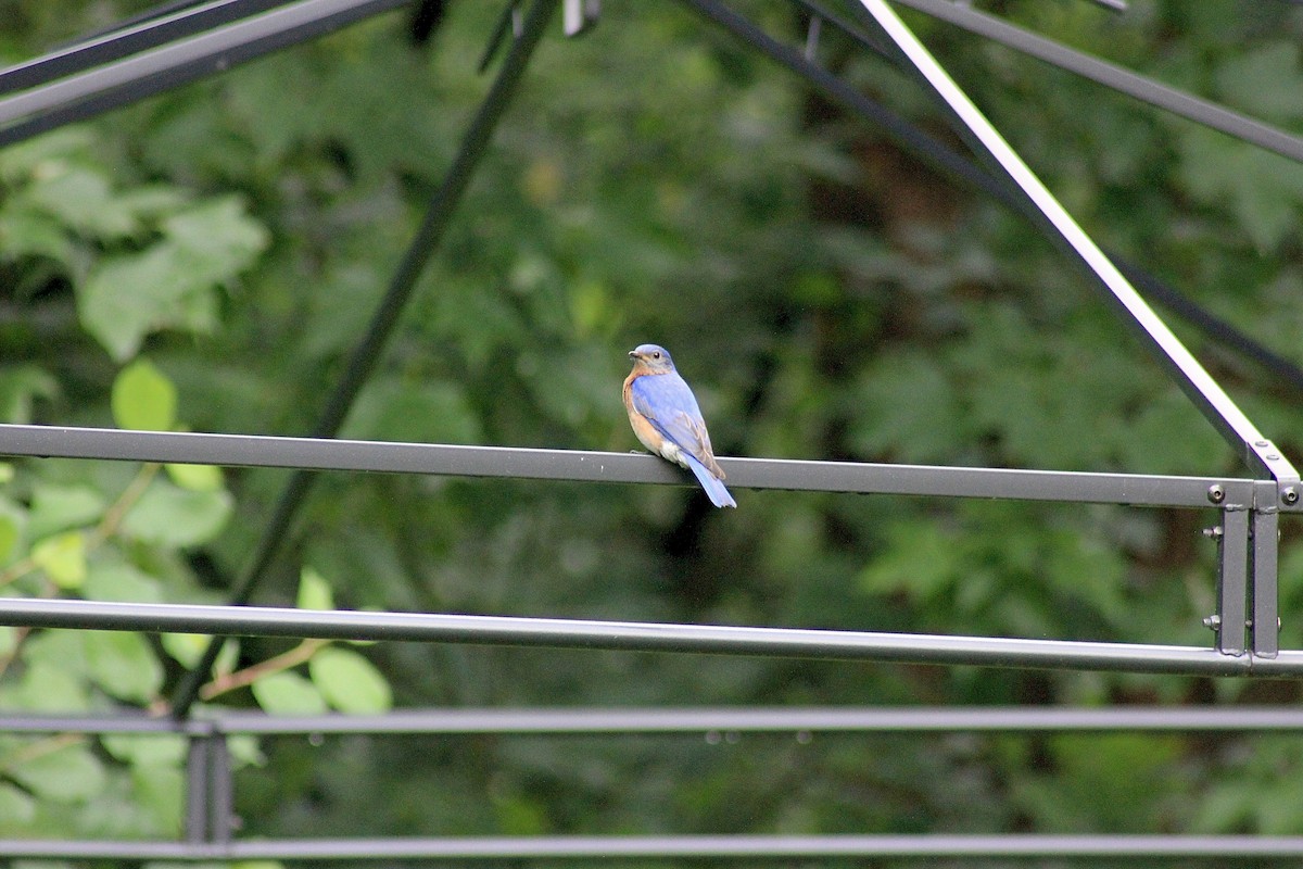 Eastern Bluebird - ML620797004