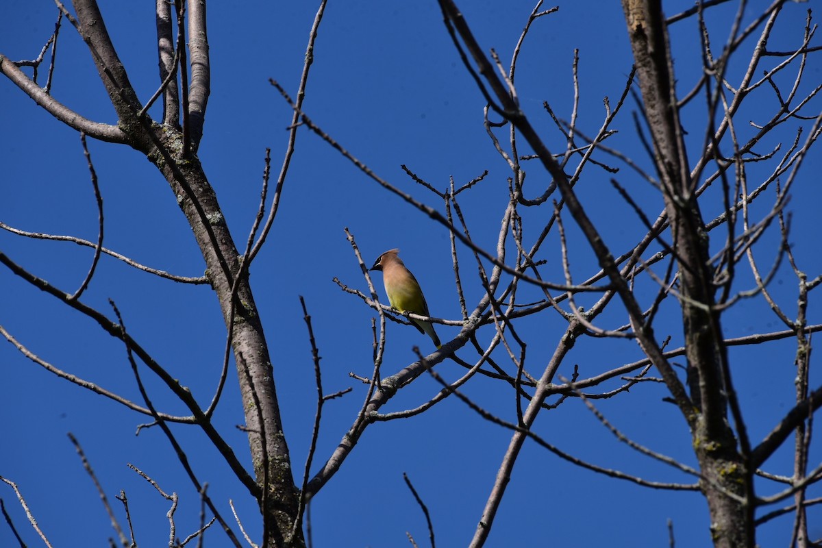 Cedar Waxwing - ML620797006