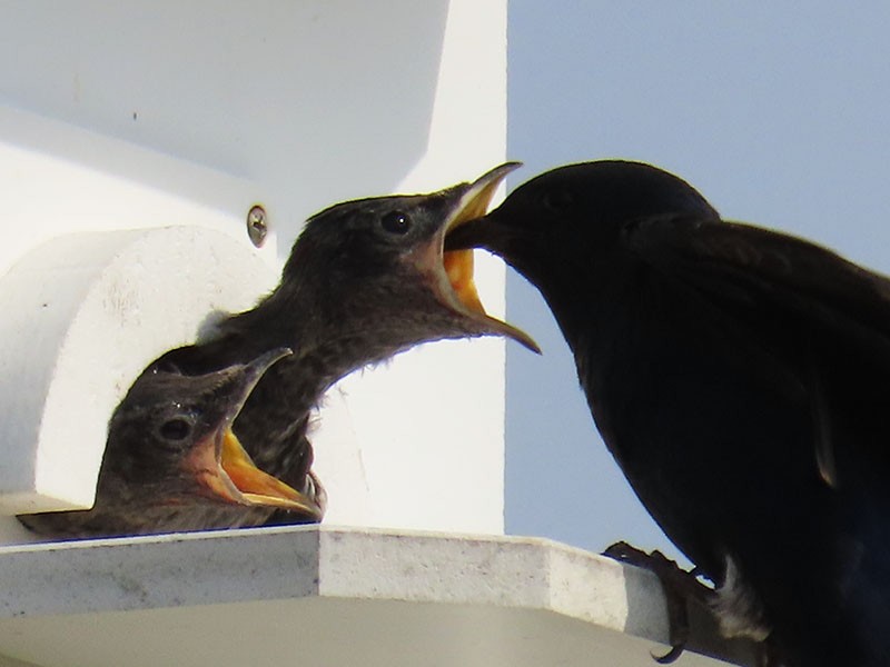 Purple Martin - ML620797013