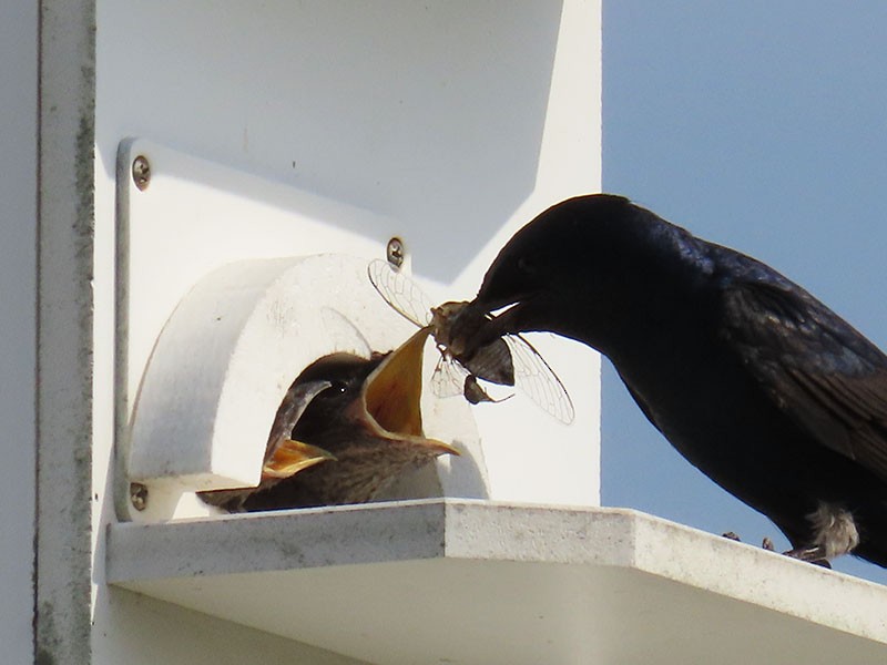 Purple Martin - ML620797014