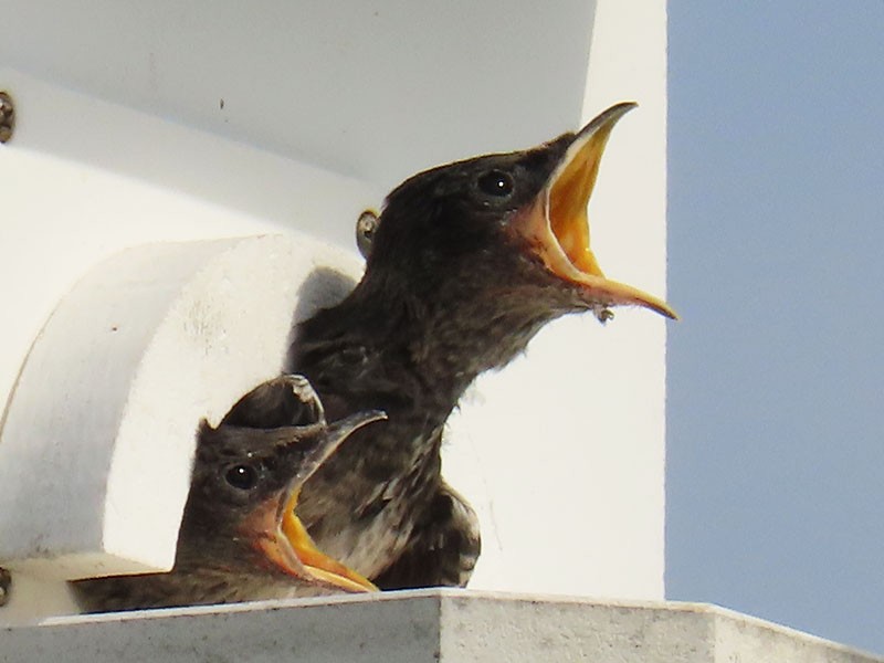 Purple Martin - ML620797015