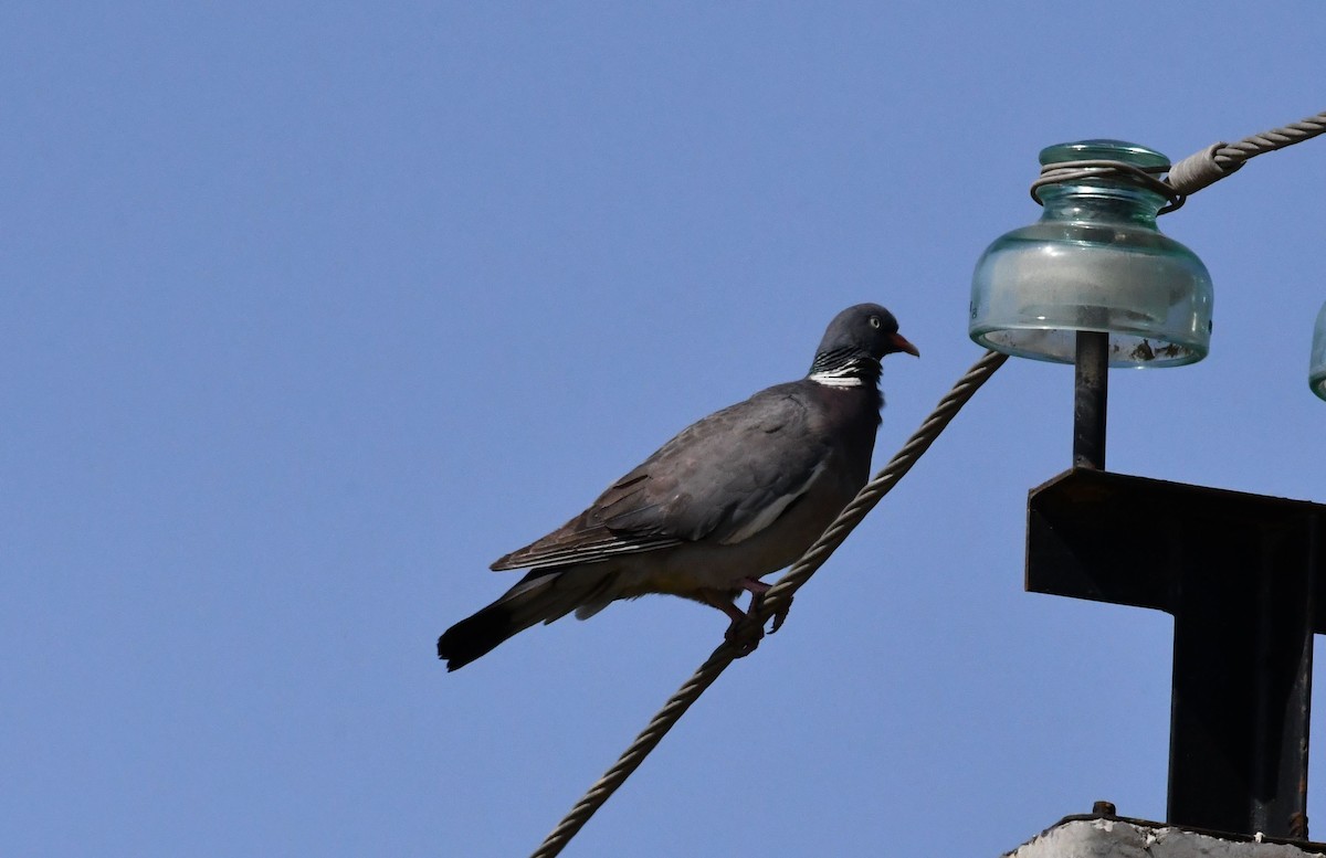 Common Wood-Pigeon - ML620797017