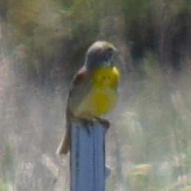 Dickcissel - ML620797019