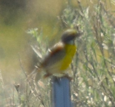 Dickcissel - ML620797020