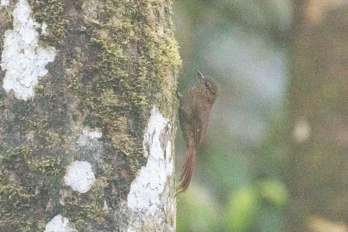 Wedge-billed Woodcreeper - ML620797026