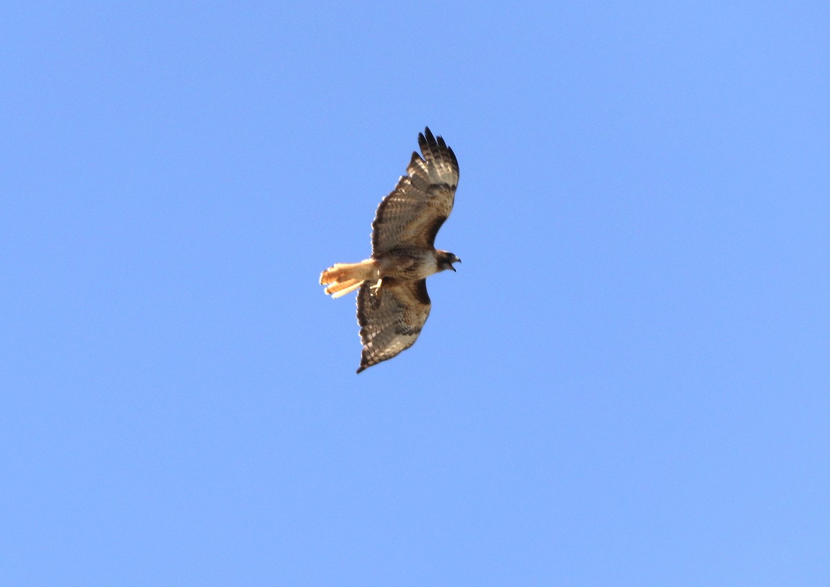 Red-tailed Hawk - ML620797040