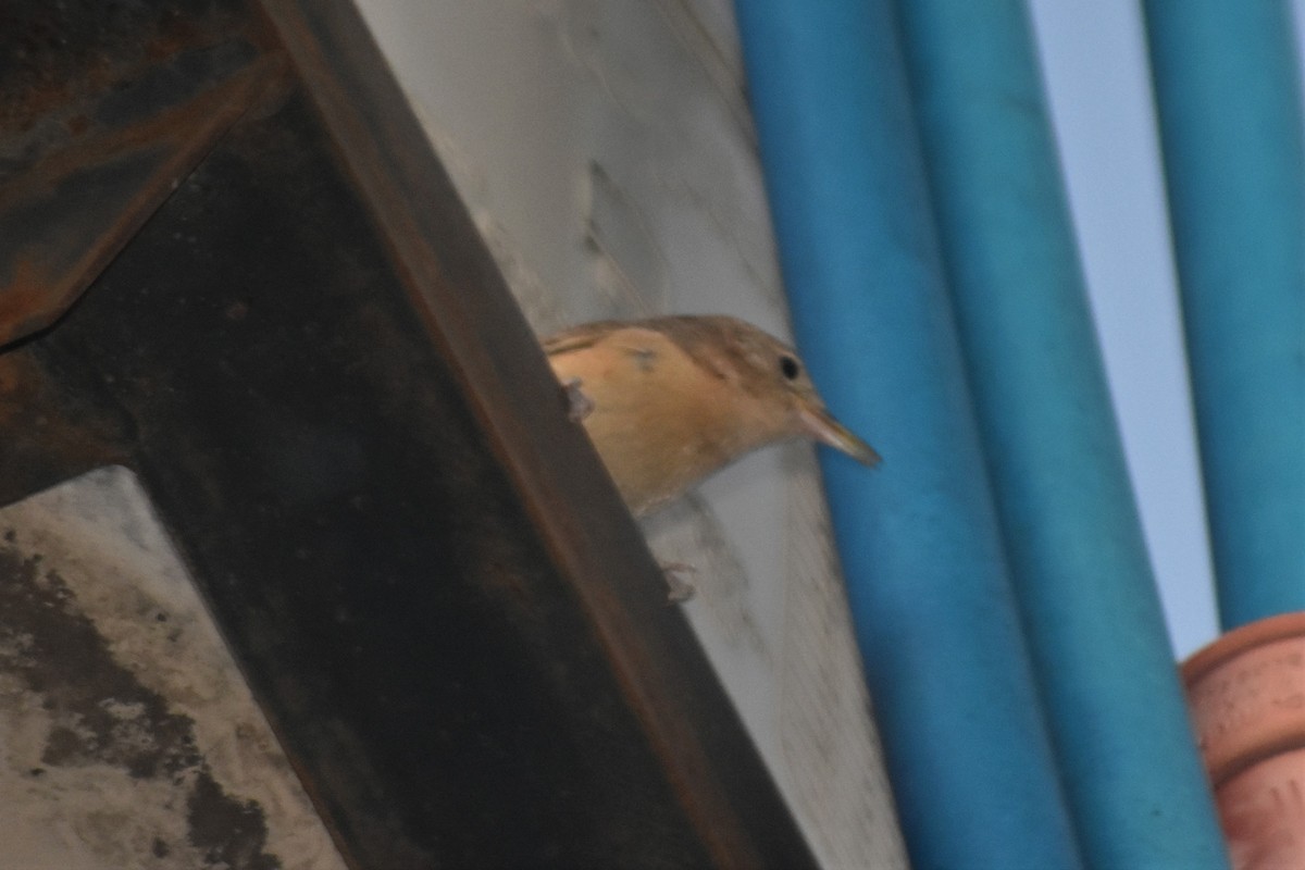 House Wren - ML620797045