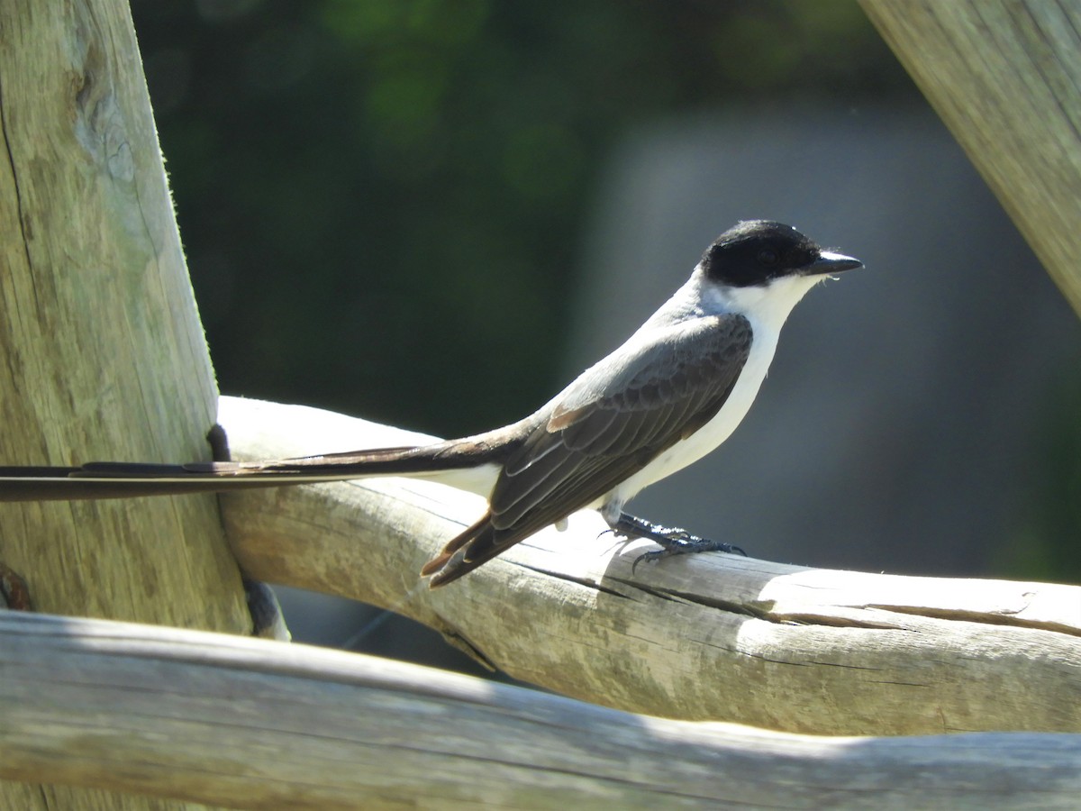 Fork-tailed Flycatcher - Jorge Juan Rueda