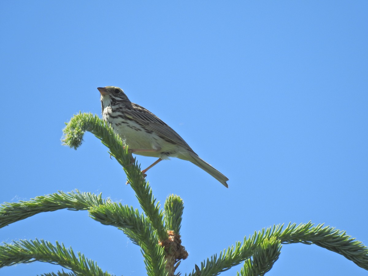 Savannah Sparrow - ML620797061