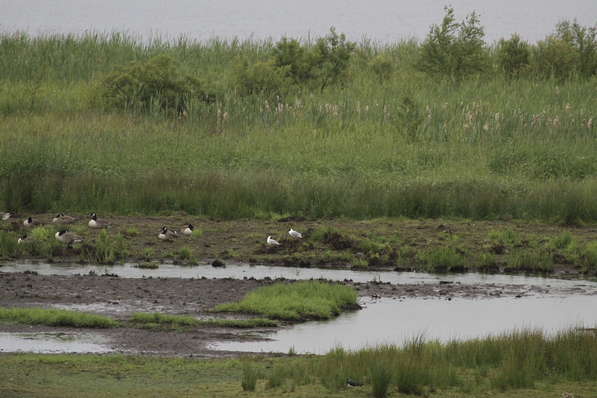 Black-headed Gull - ML620797062