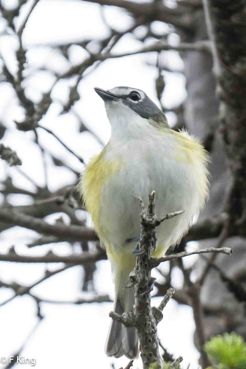 Blue-headed Vireo - ML620797063