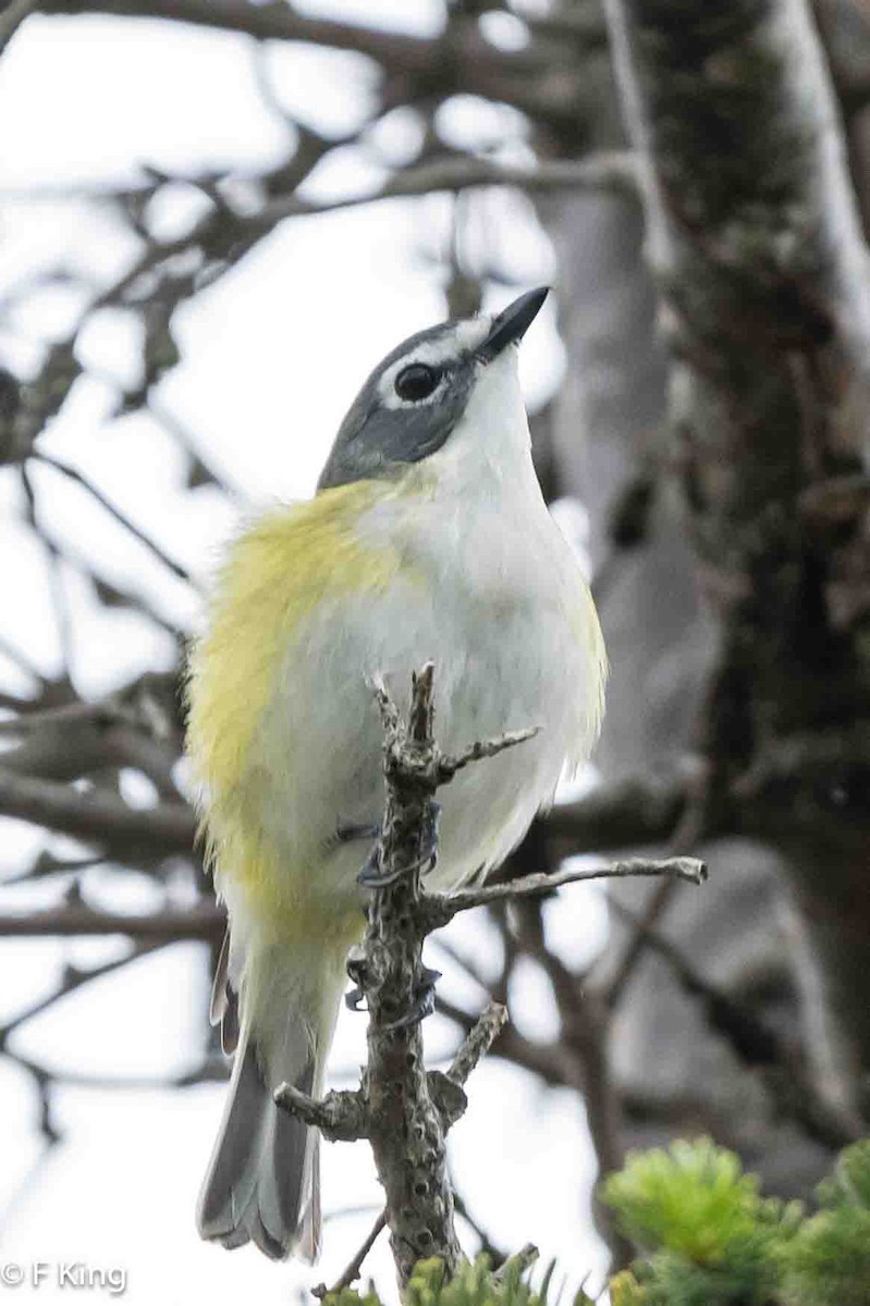 Blue-headed Vireo - ML620797064