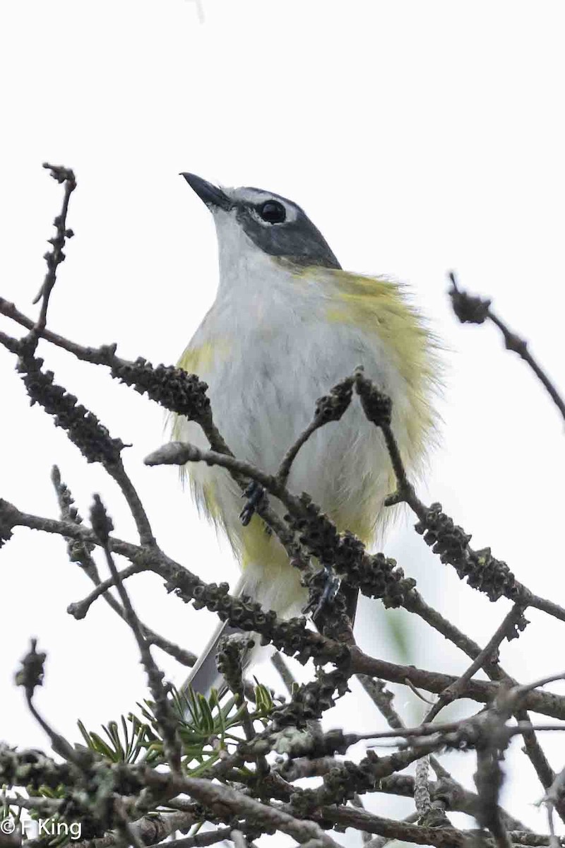 Blue-headed Vireo - ML620797066