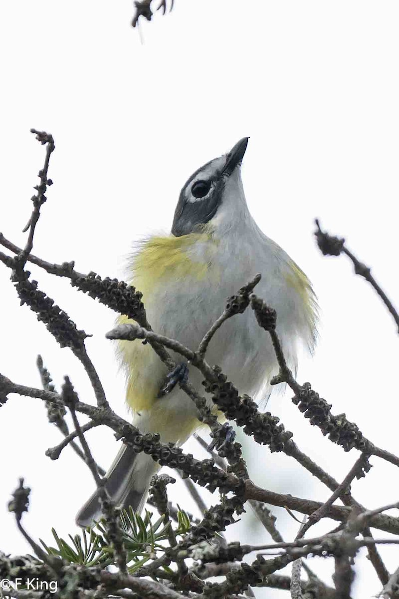 Blue-headed Vireo - ML620797068