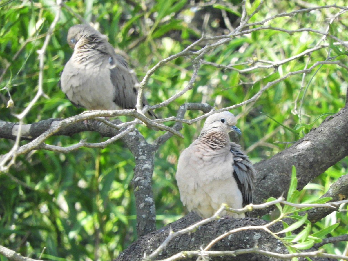 Eared Dove - ML620797081