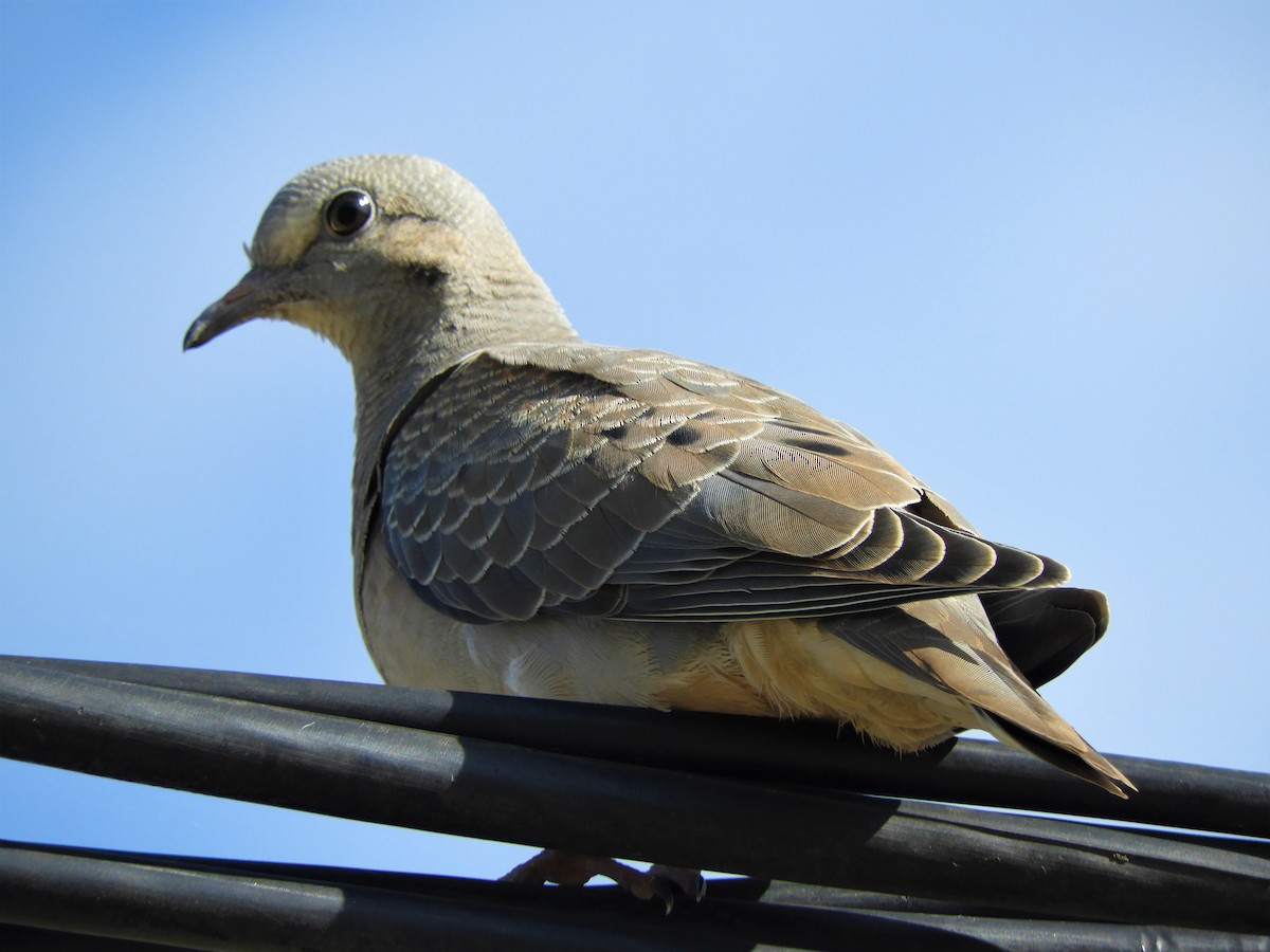 Eared Dove - ML620797083