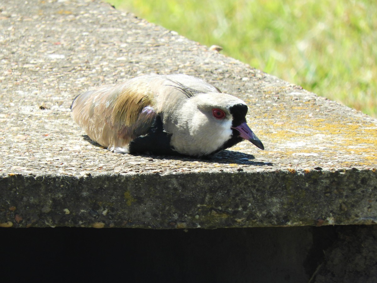 Southern Lapwing - ML620797091