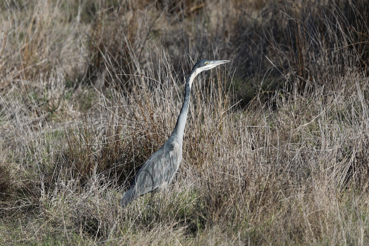 Black-headed Heron - ML620797092