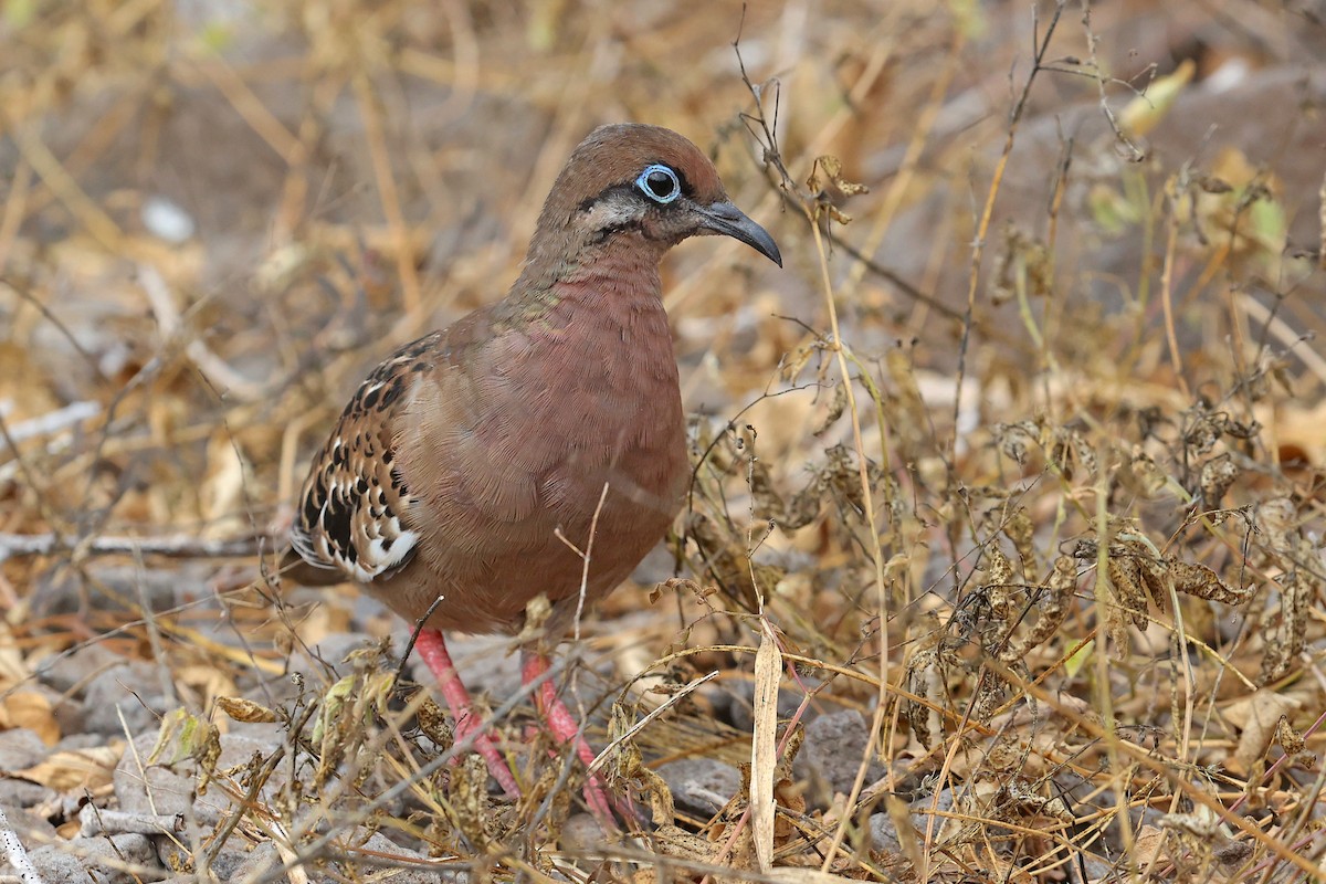 Zenaida de Galápagos - ML620797094