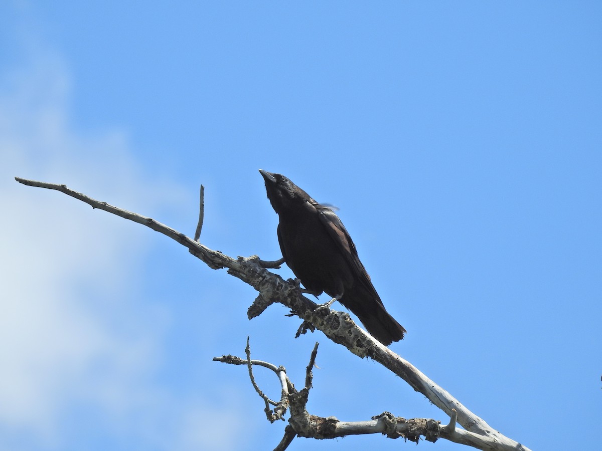 American Crow - ML620797100