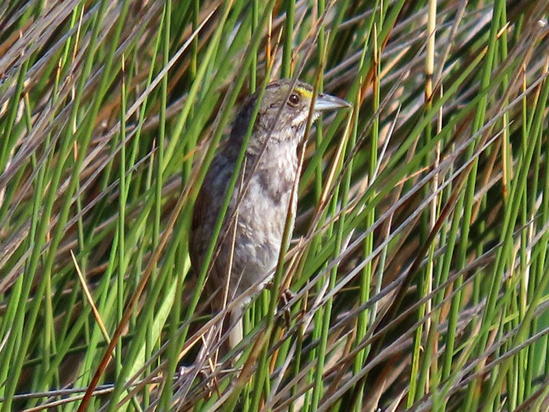 Seaside Sparrow - Karen Lebing