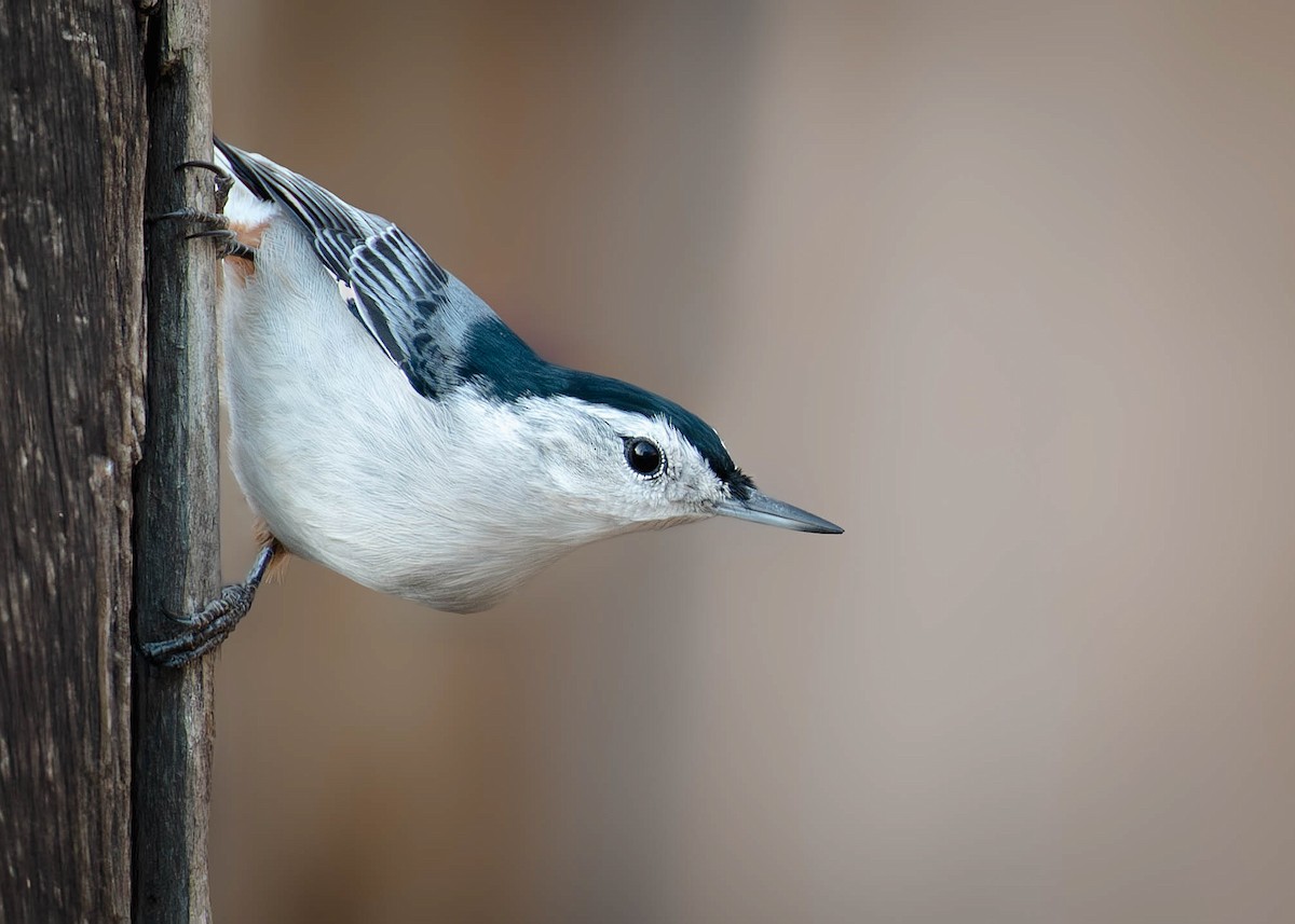 White-breasted Nuthatch - ML620797104