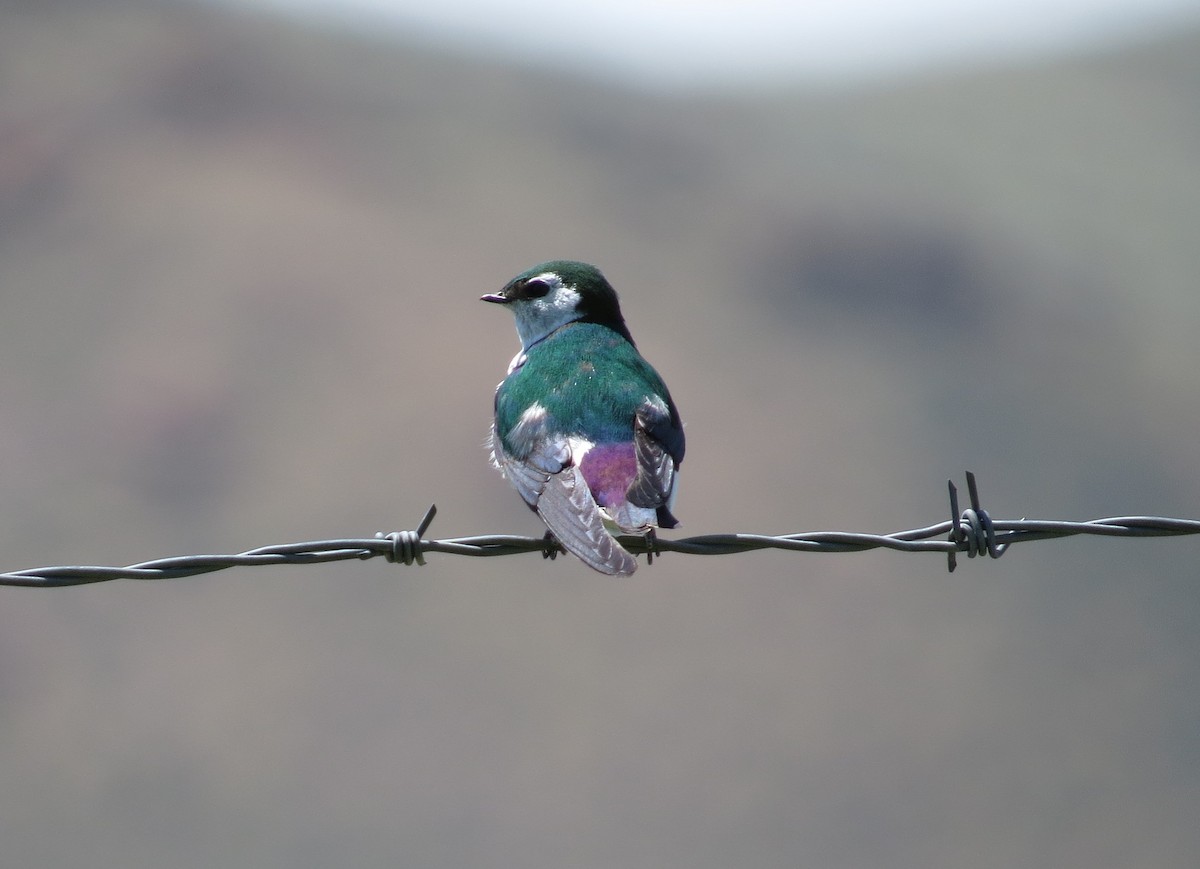 Violet-green Swallow - ML620797114