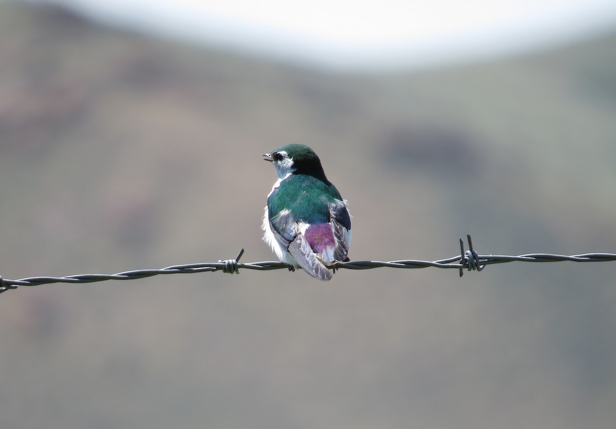 Violet-green Swallow - ML620797116