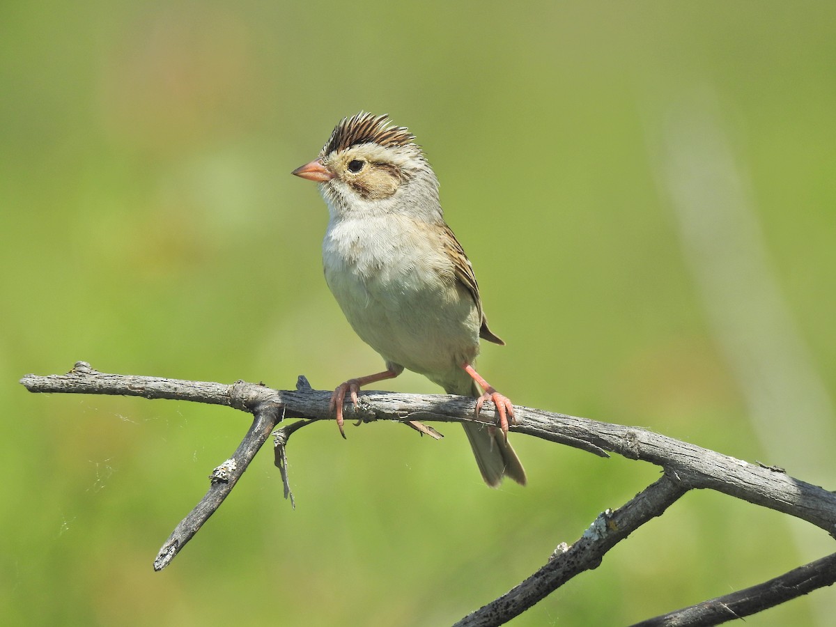 Clay-colored Sparrow - ML620797121