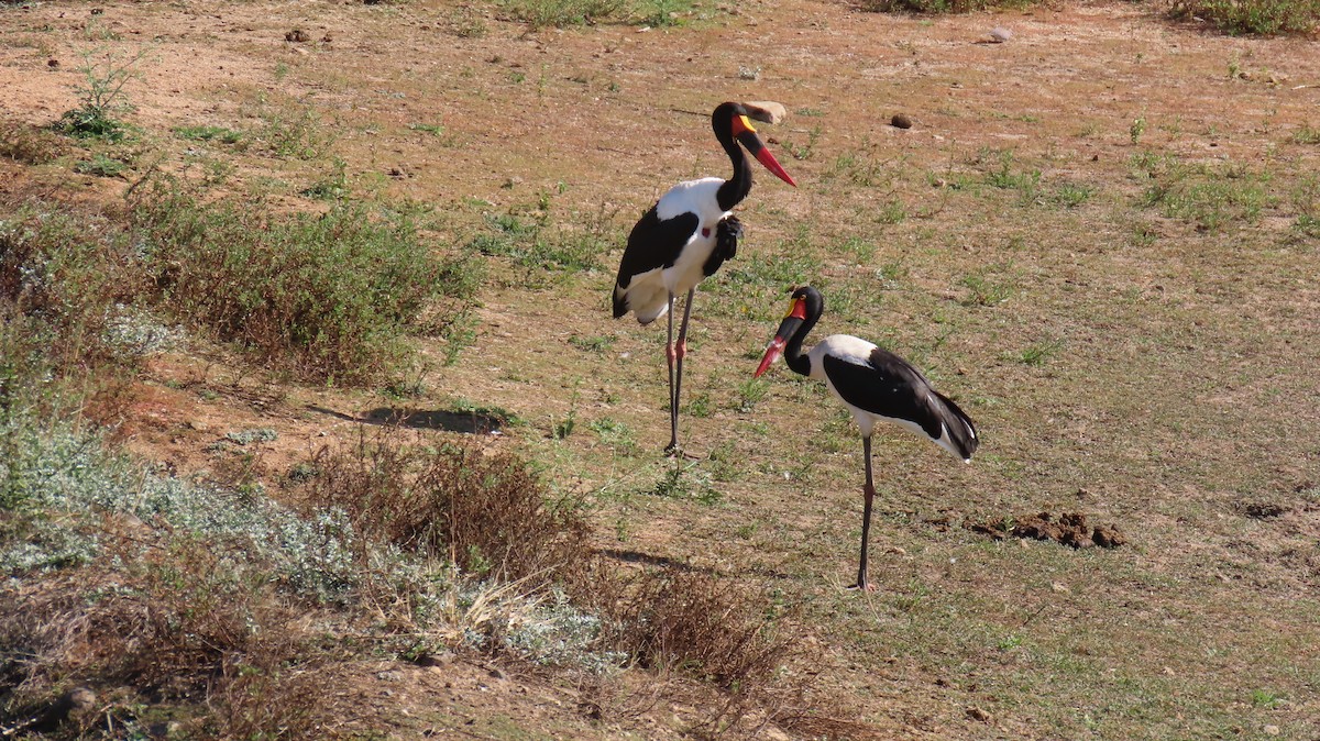 Saddle-billed Stork - ML620797122