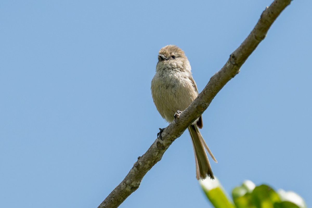 Bushtit - ML620797125