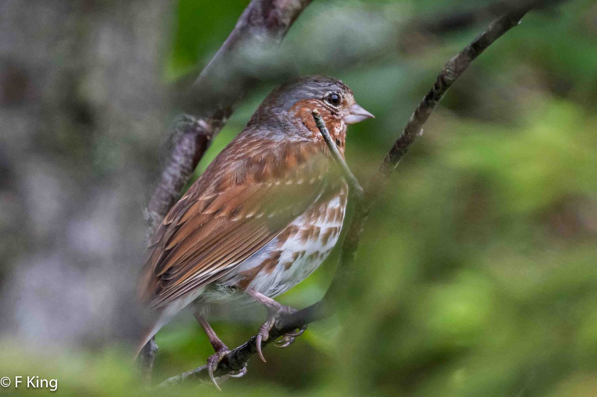 Fox Sparrow - ML620797127