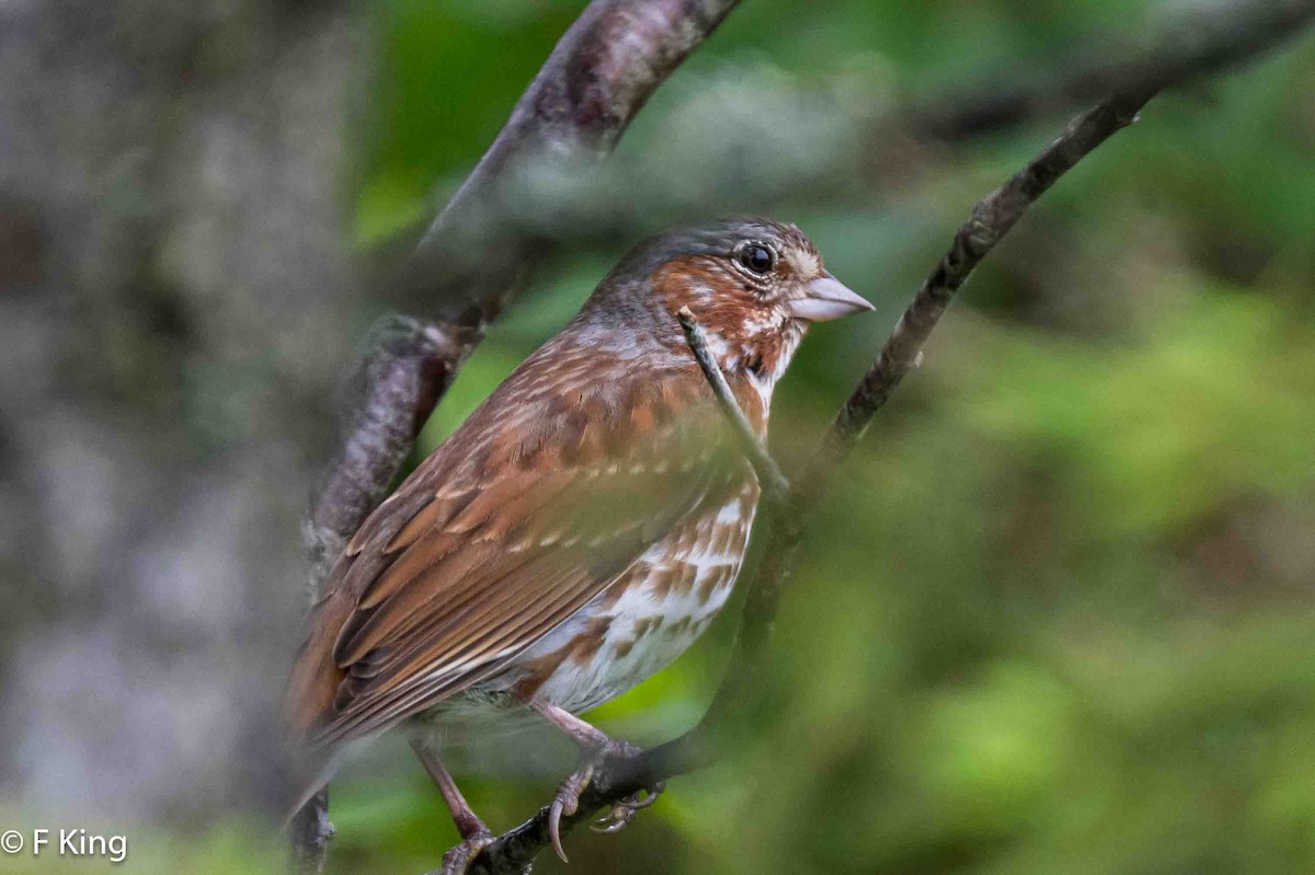 Fox Sparrow - ML620797128