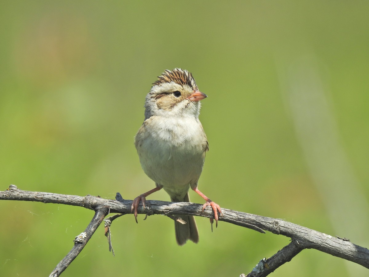 Clay-colored Sparrow - ML620797129