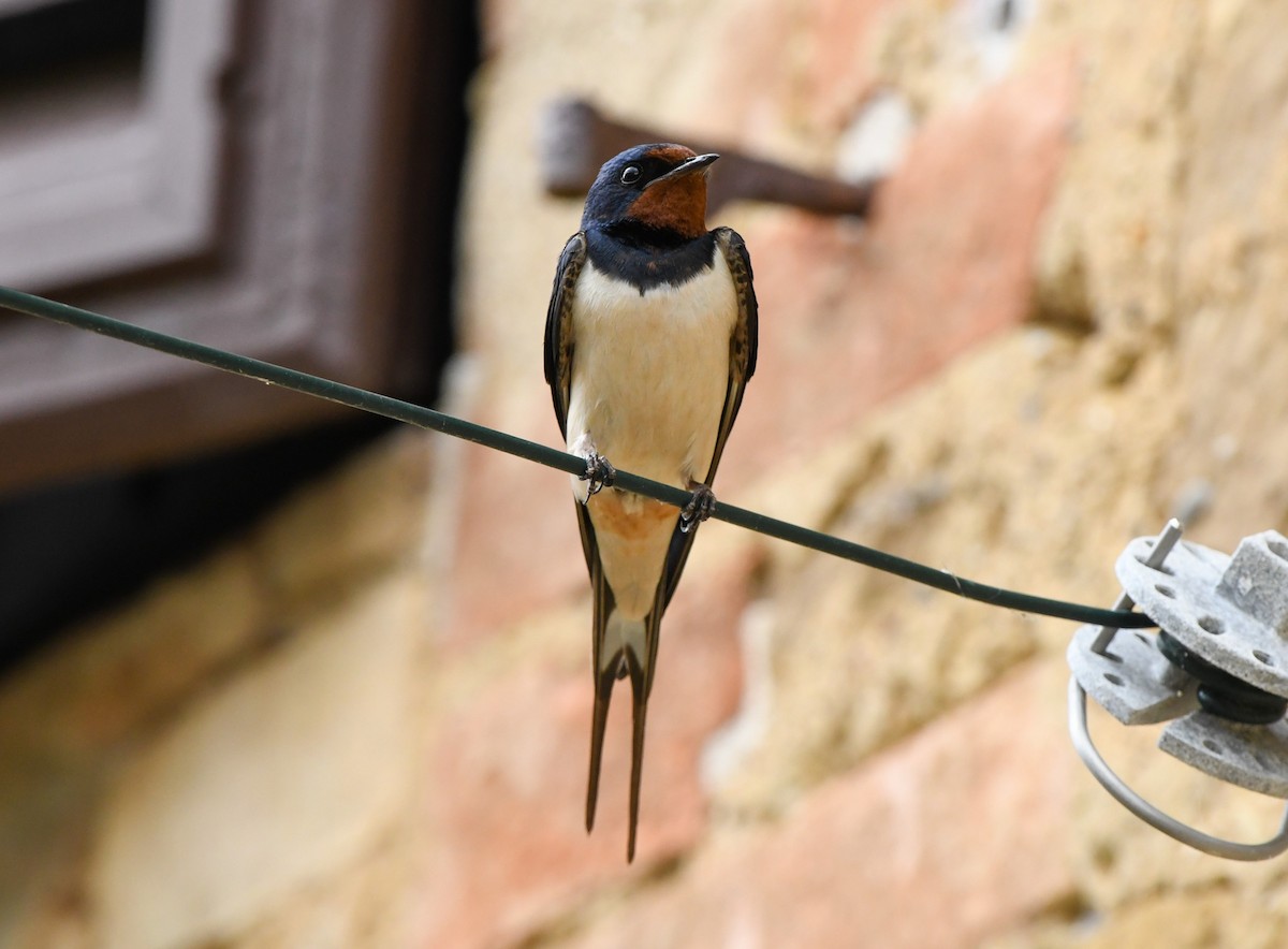 Barn Swallow (White-bellied) - ML620797130