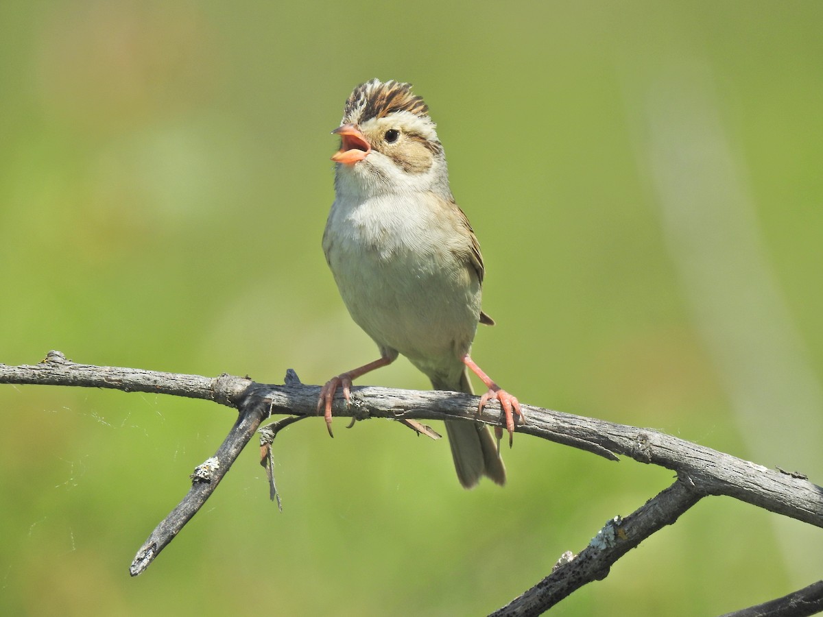 Clay-colored Sparrow - ML620797131