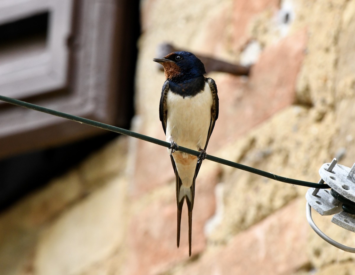 Barn Swallow (White-bellied) - ML620797135