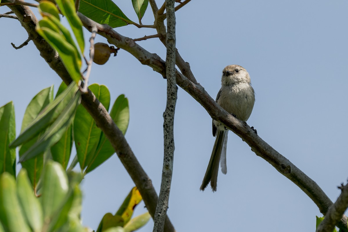 Bushtit - ML620797136