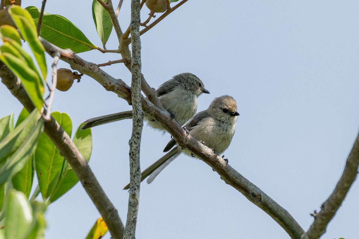 Bushtit - ML620797138