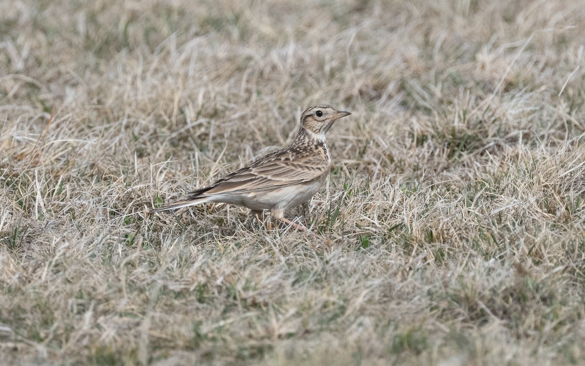 Eurasian Skylark - ML620797140