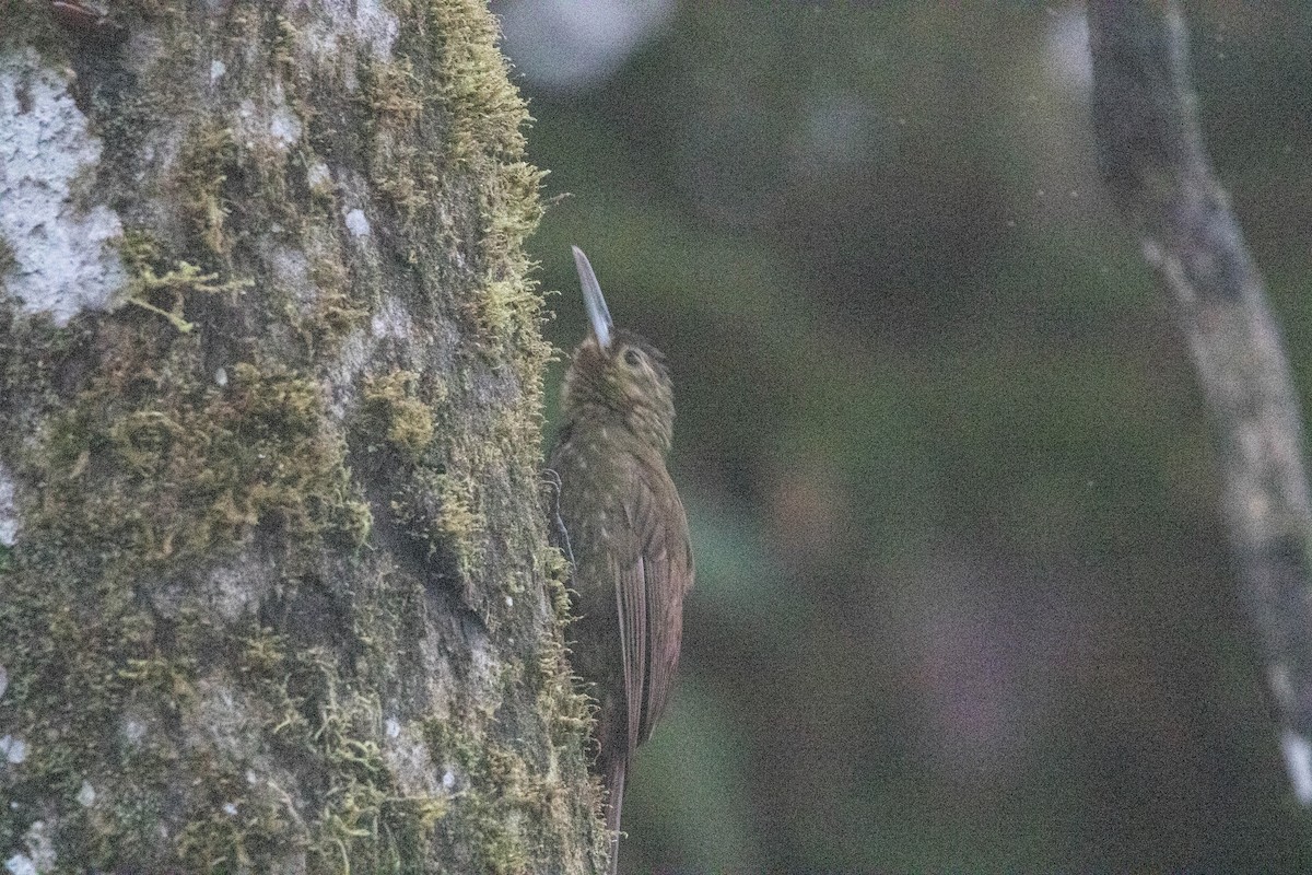 Strong-billed Woodcreeper - Andres Leon-Reyes