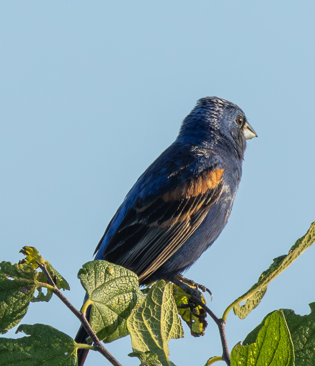 Blue Grosbeak - ML620797143