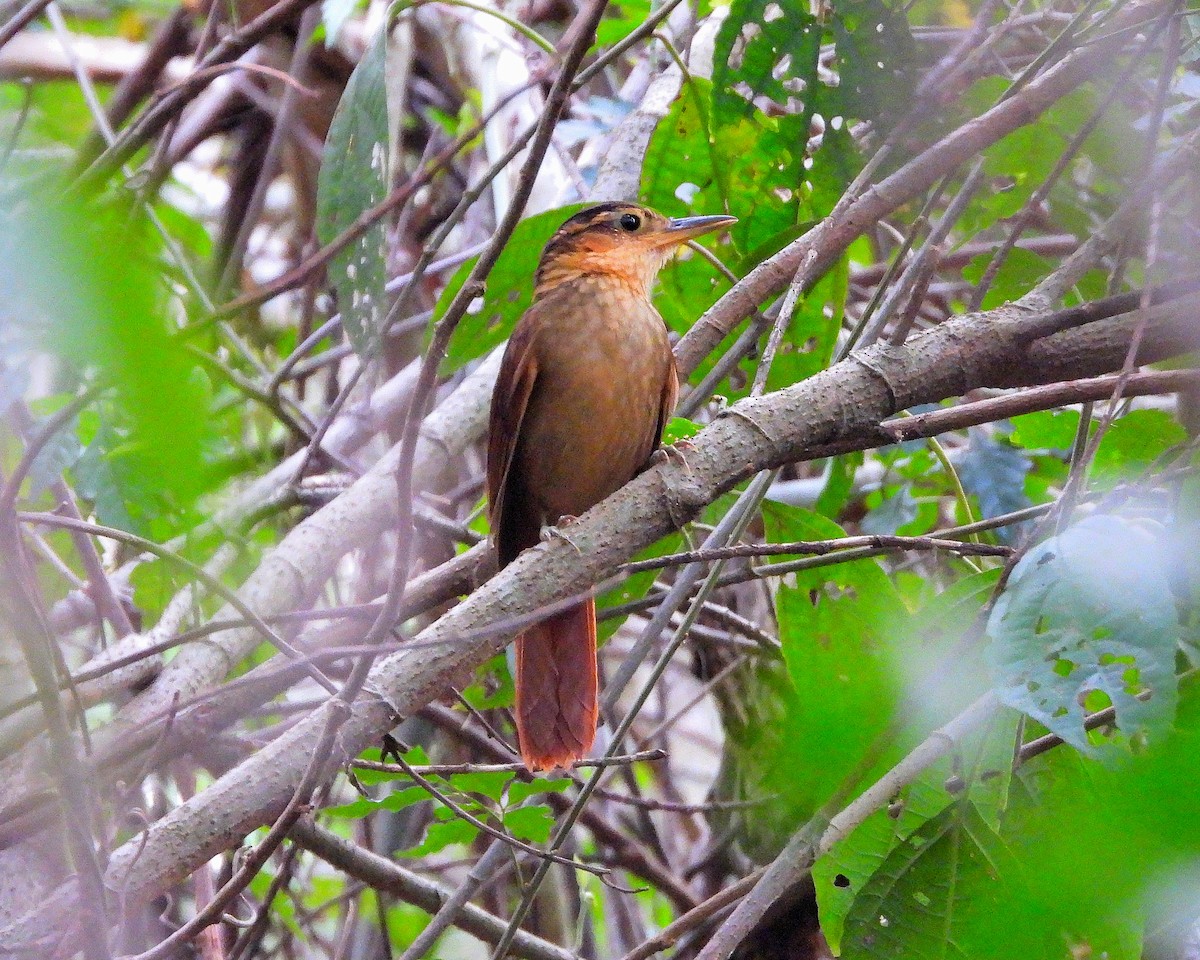 Fawn-throated Foliage-gleaner - ML620797144