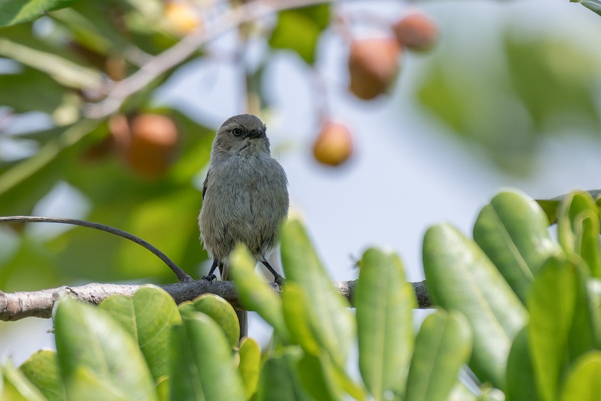 Bushtit - ML620797147