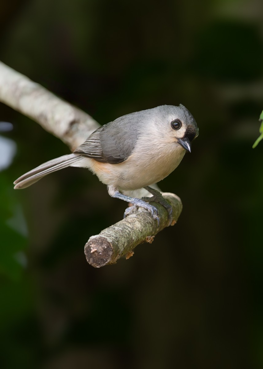 Tufted Titmouse - Birdi ‎