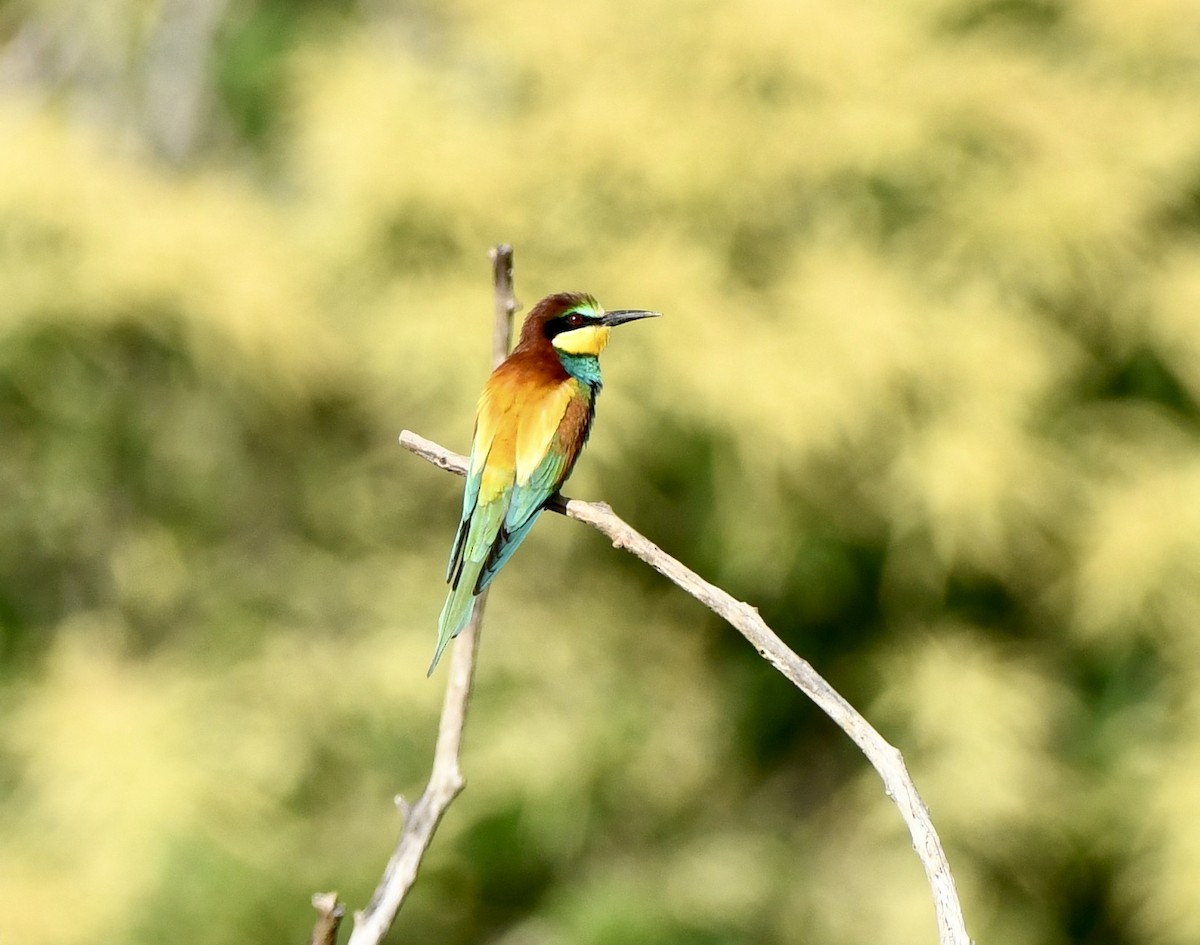 European Bee-eater - ML620797155